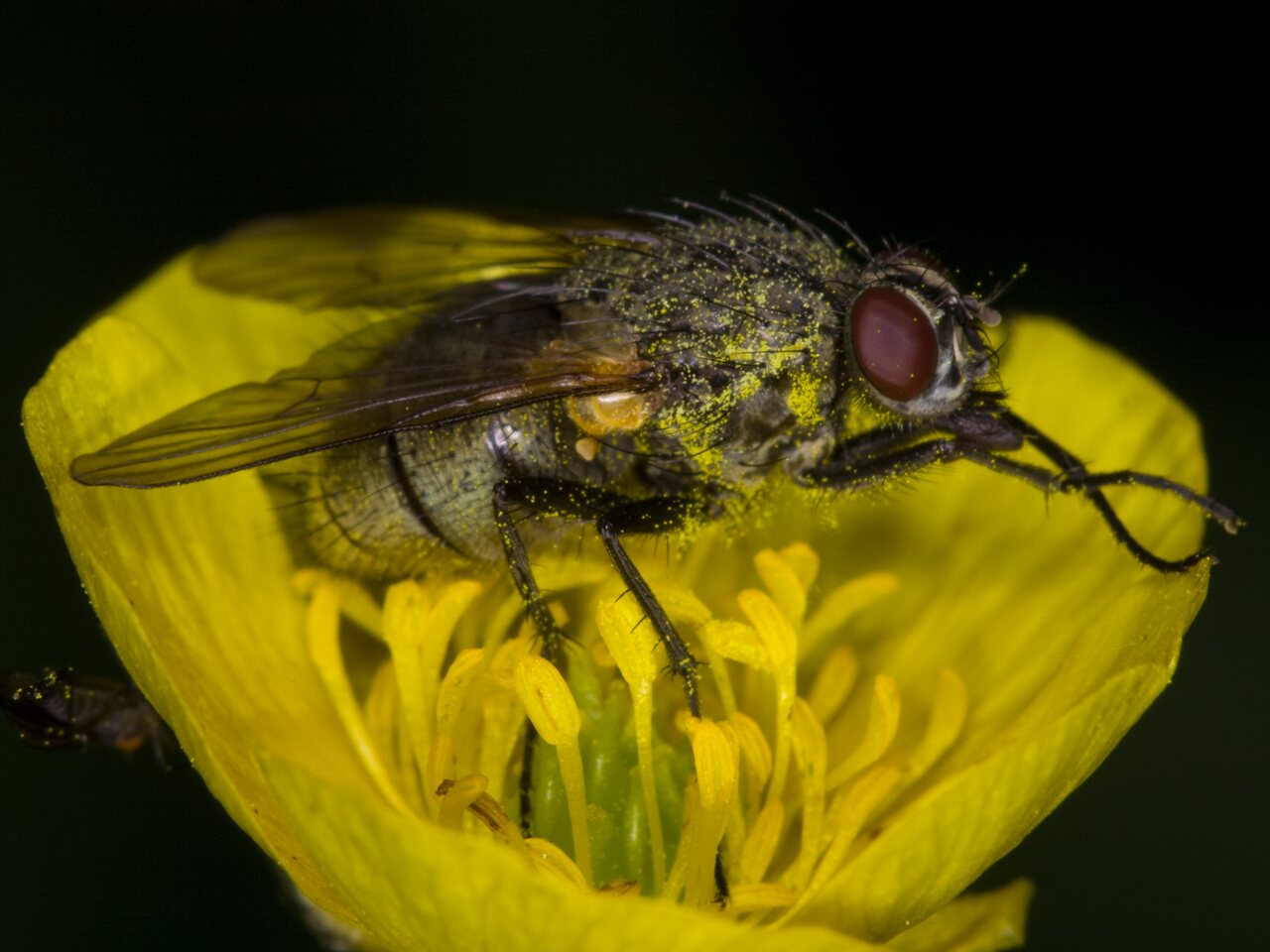 Diptera-3584.jpg