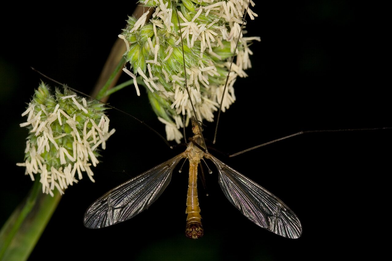 Tipulidae-3590.jpg
