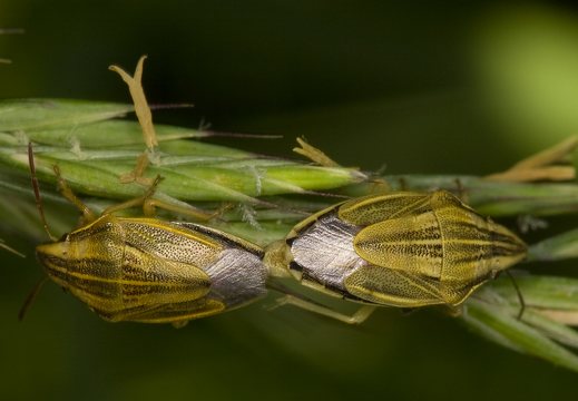Aelia acuminata · smailiagalvė skydblakė