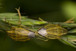 Aelia acuminata · smailiagalvė skydblakė