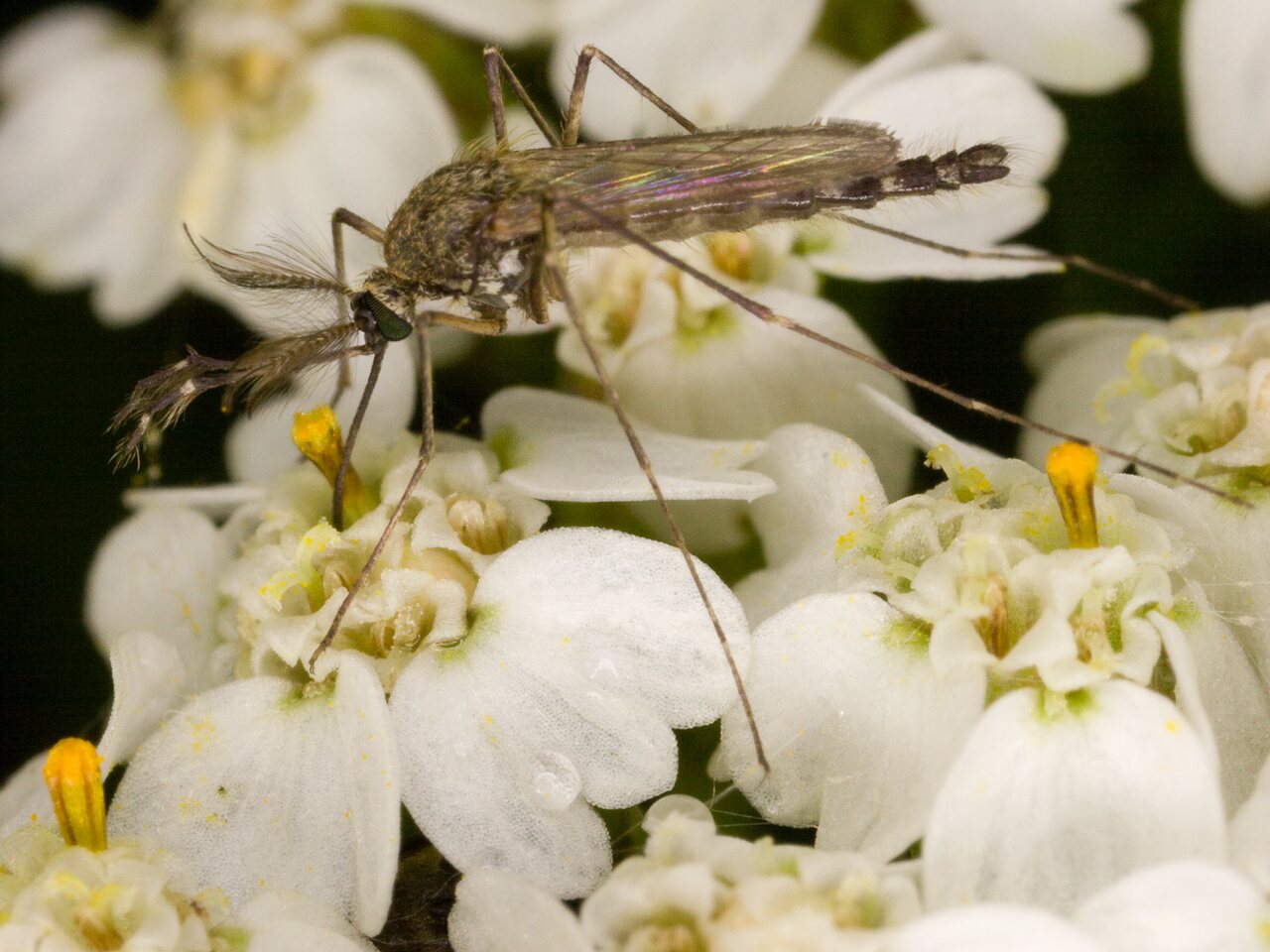 Diptera-3712.jpg