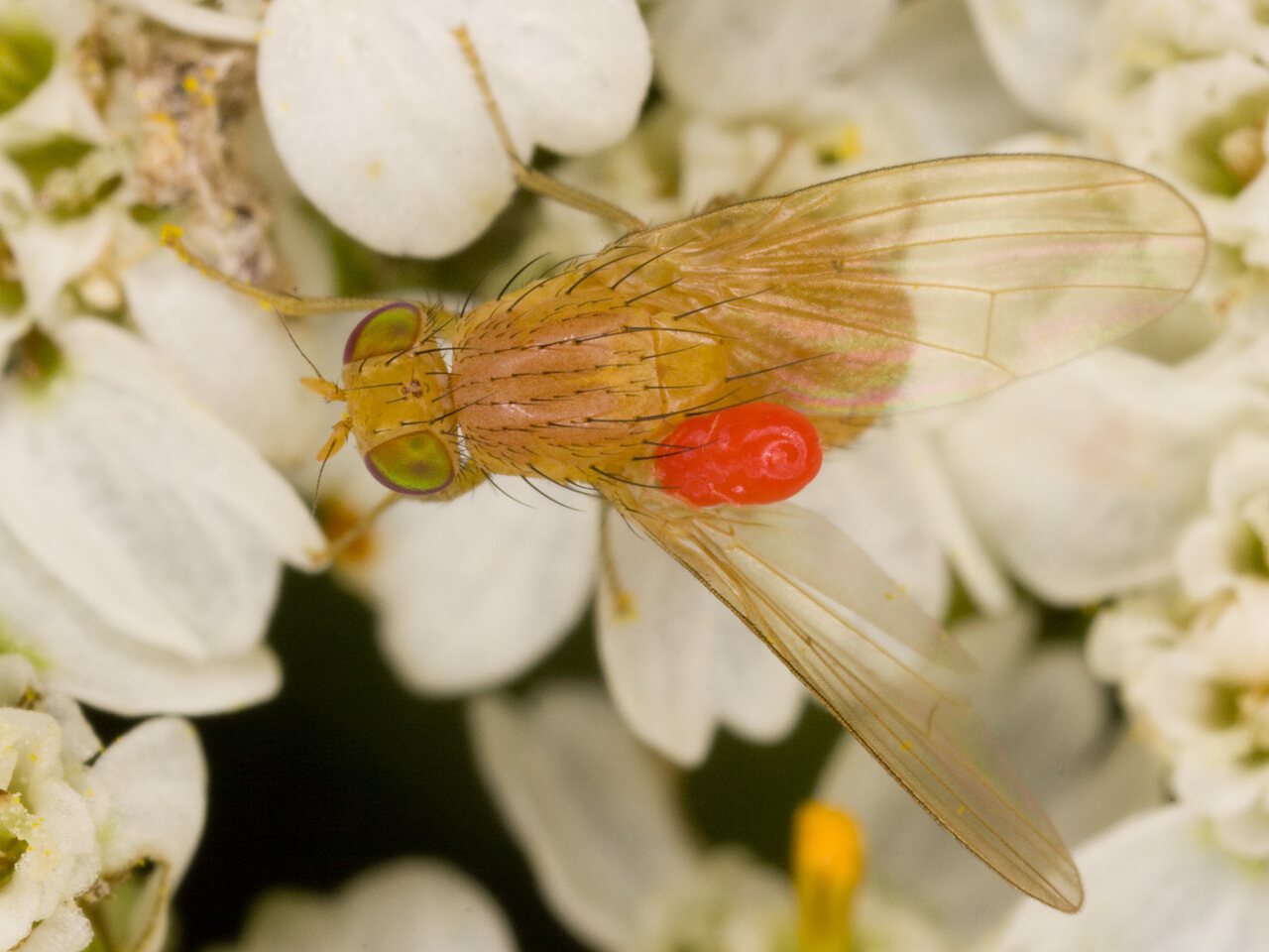Diptera-3714.jpg