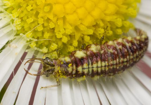 Chrysopidae larva · auksaakė, lerva