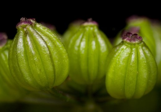 Aethusa cynapium fruits · nuodingoji šunpetrė, vaisiai
