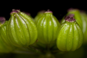 Aethusa cynapium fruits · nuodingoji šunpetrė, vaisiai