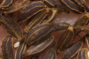 Aegopodium podagraria seeds · paprastoji garšva, sėklos
