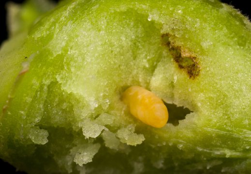 Insecta · larva inside gall