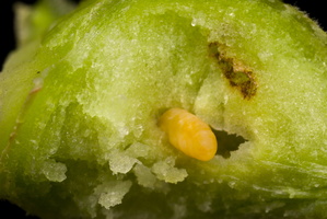Insecta · larva inside gall