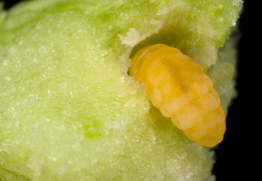 Insect larva inside gall