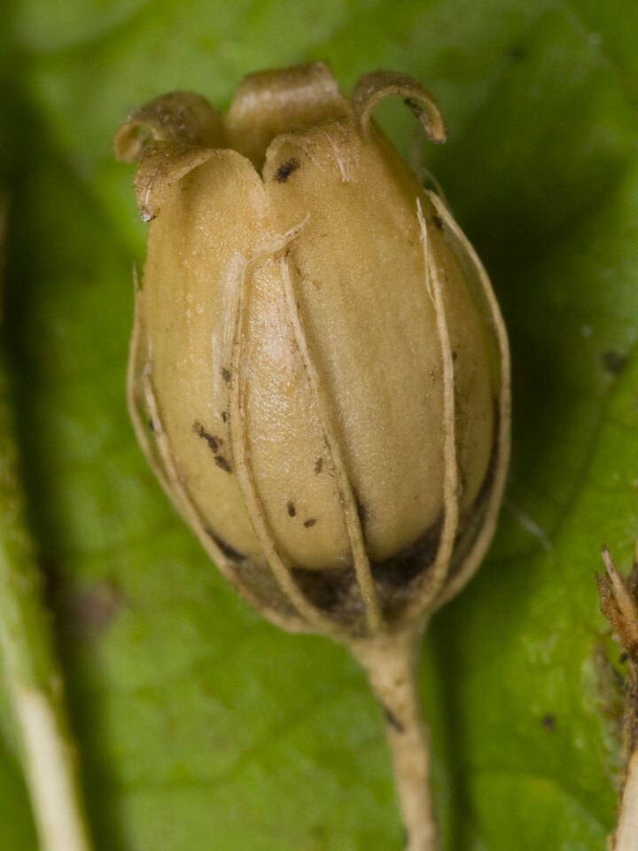Silene vulgaris seed pod · paprastoji naktižiedė, sėklų dėžutė