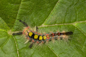 Orgyia antiqua caterpillar · sodinis šepetinukas, vikšras