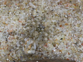 Arctosa cinerea · pilkasis pasalūnas