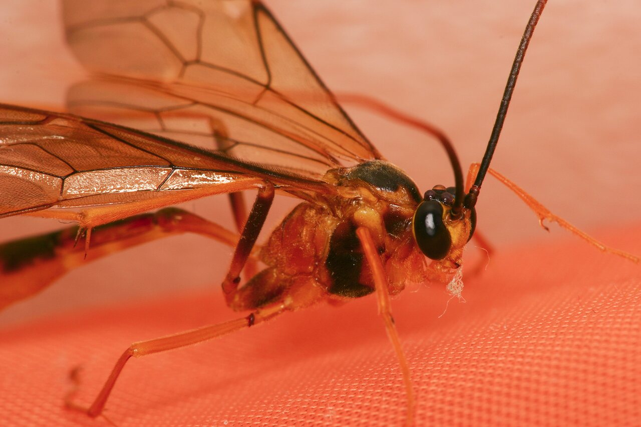 Hymenoptera-3897.jpg