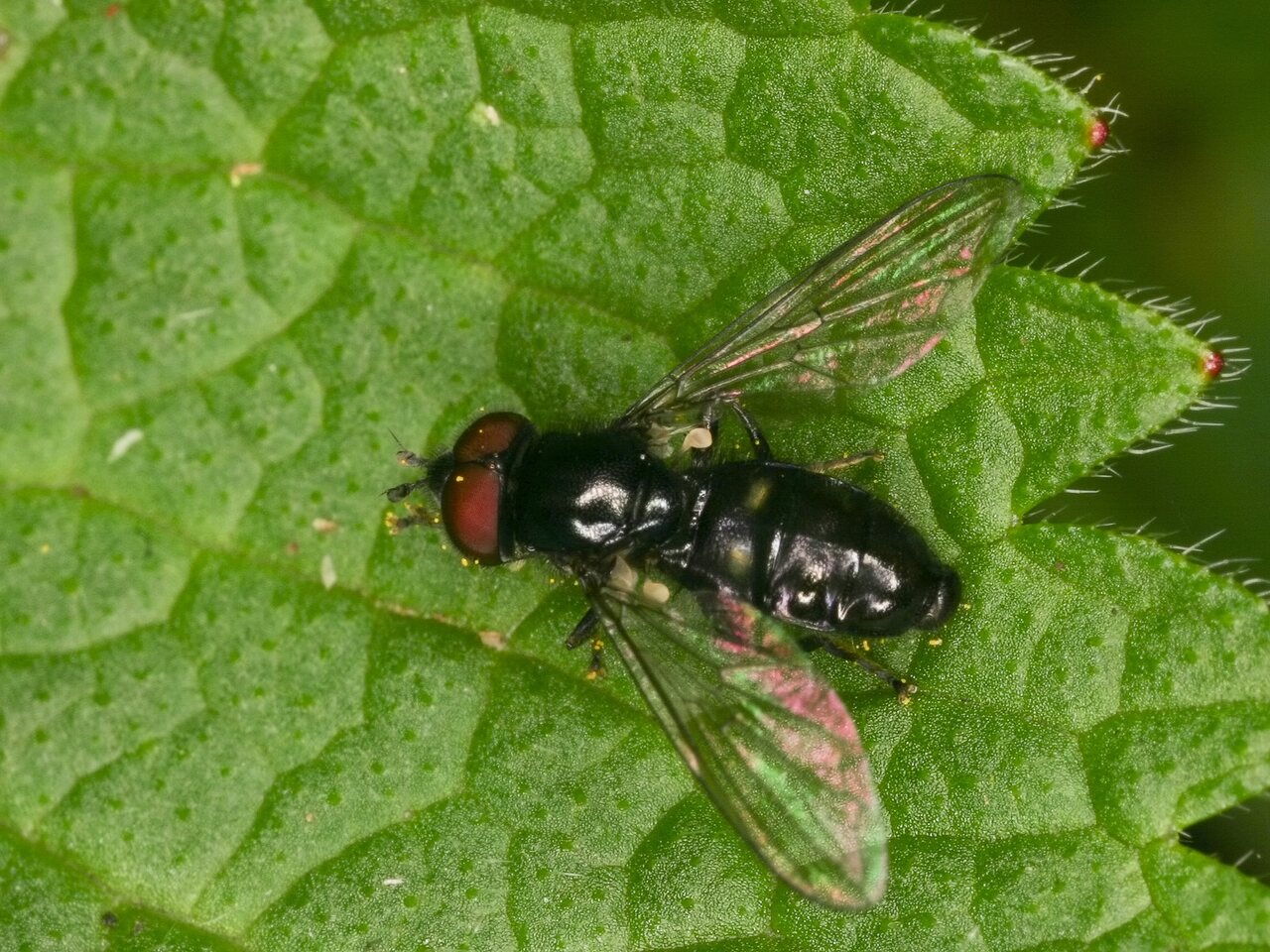 Diptera-3985.jpg