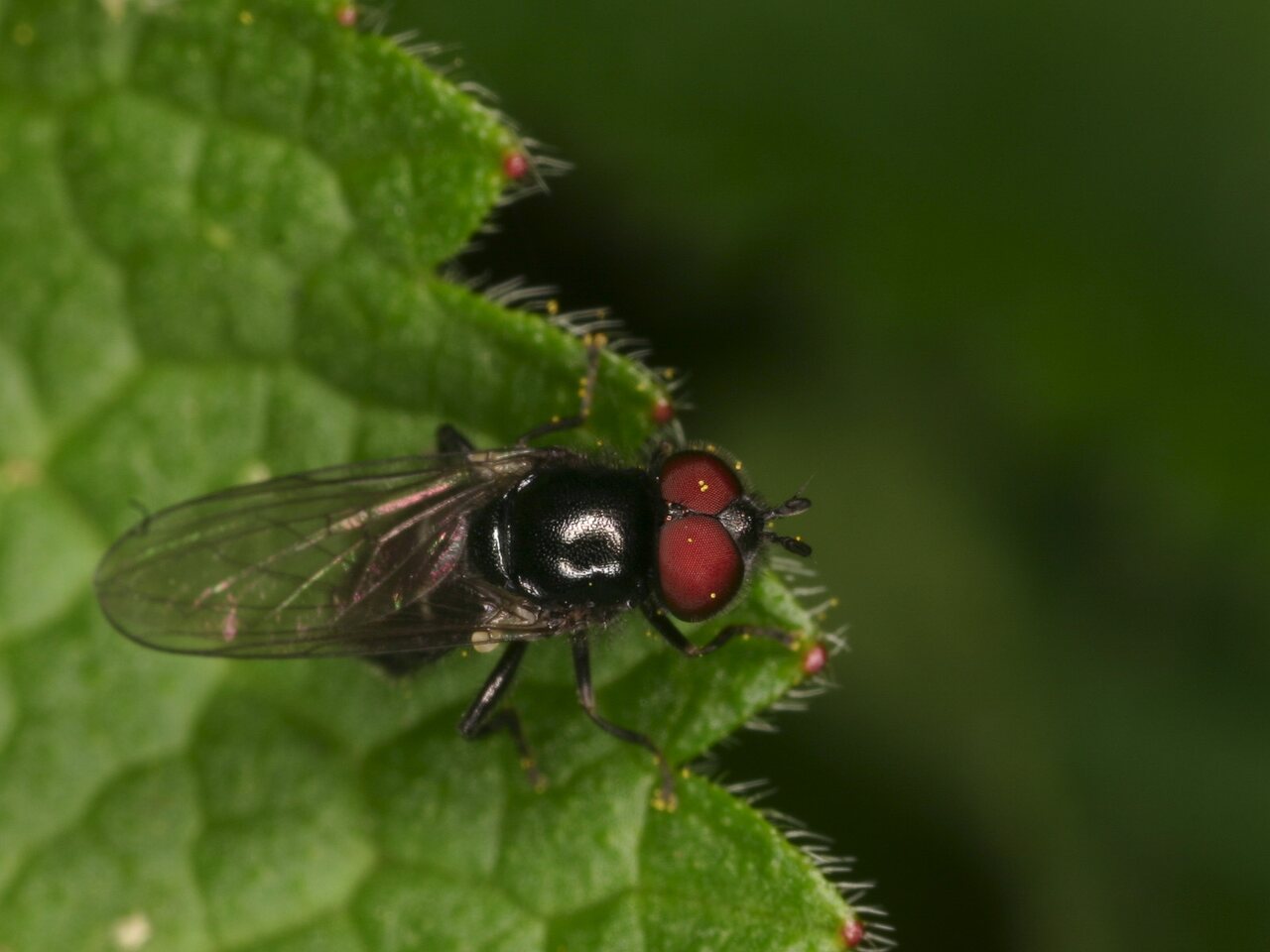 Diptera-3986.jpg