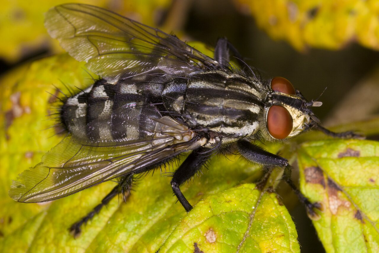 Sarcophaga-4001-Diptera.jpg