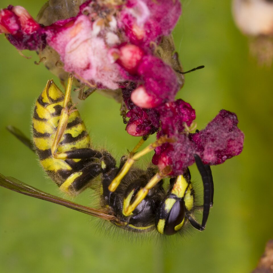 Vespidae-4015-Hymenoptera.jpg
