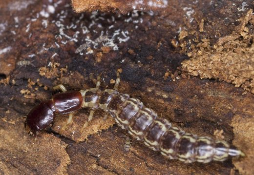 Raphidiidae larva · kupriukas, lerva