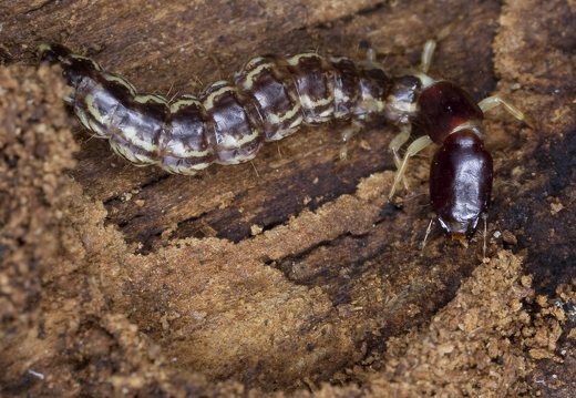 Raphidiidae larva · kupriukas, lerva