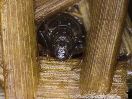Trichoptera larva · apsiuva, lerva