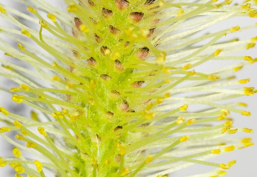 Salix cinerea · pilkasis karklas