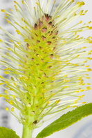Salix cinerea · pilkasis karklas