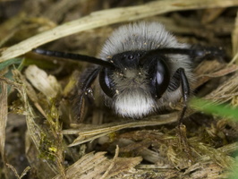 Andrena cineraria male · smėliabitė ♂