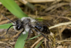 Andrena cineraria · smėliabitė