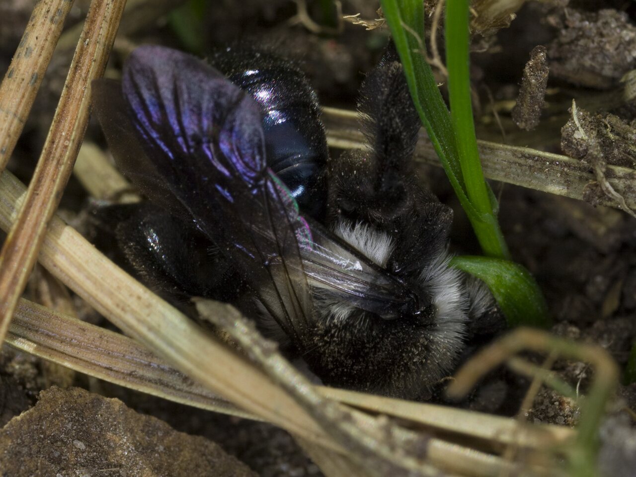 Andrena cineraria female · smėliabitė ♀