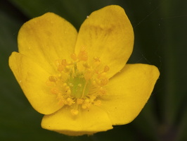 Anemonoides ranunculoides · geltonžiedė plukė