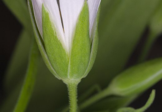 Stellaria holostea · krūmokšninė žliūgė