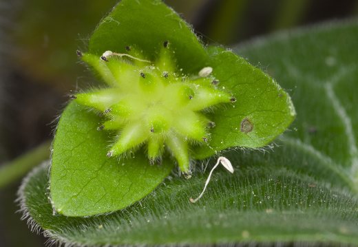 Anemone nobilis fruits · triskiautė žibuoklė, vaisiai
