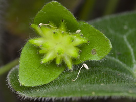 Hepatica nobilis fruits · triskiautė žibuoklė, vaisiai