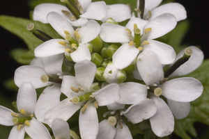Alliaria petiolata · vaistinė česnakūnė