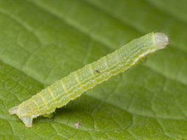 Archiearis parthenias caterpillar · paprastasis pavasarinukas, vikšras