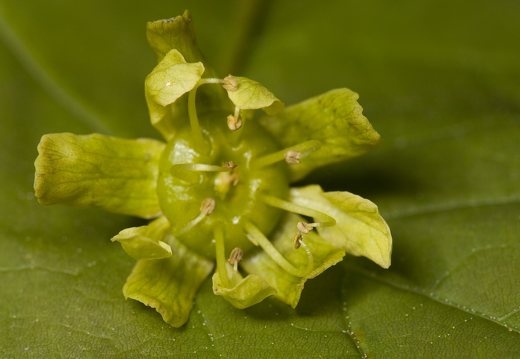 Acer platanoides, flower · paprastasis klevas, žiedas