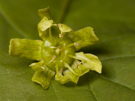 Acer platanoides, flower · paprastasis klevas, žiedas
