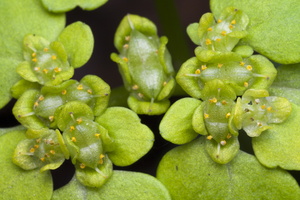 Saxifragaceae · uolaskėliniai