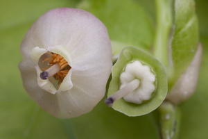 Vaccinium myrtillus flower · mėlynė žiedas