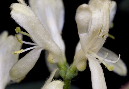 Lonicera xylosteum · paprastasis sausmedis
