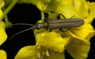 Oedemera virescens male · laibavabalis ♂