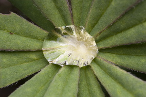 Lupinus polyphyllus · gausialapis lubinas