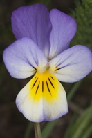 Viola tricolor · trispalvė našlaitė