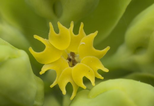 Euphorbia cyparissias · siauralapė karpažolė