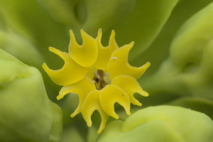 Euphorbia cyparissias, first flower · siauralapė karpažolė, pirmas žiedas