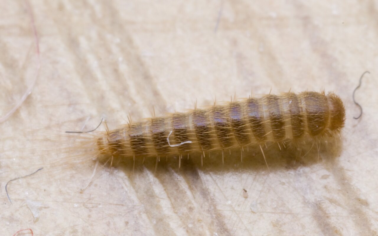 Dermestidae-larva-9936.jpg