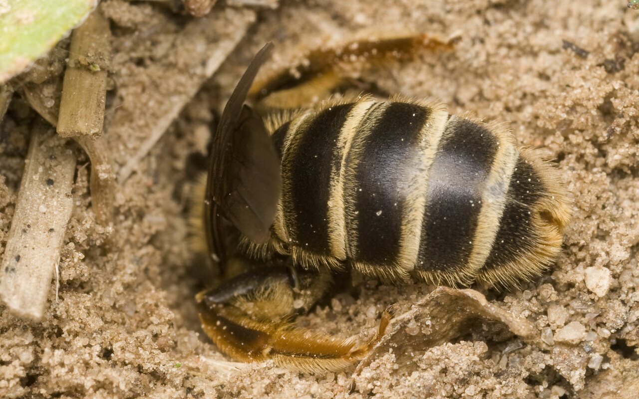 Apidae-0063.jpg