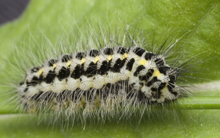Zygaena lonicerae caterpillar · paprastasis marguolis, vikšras