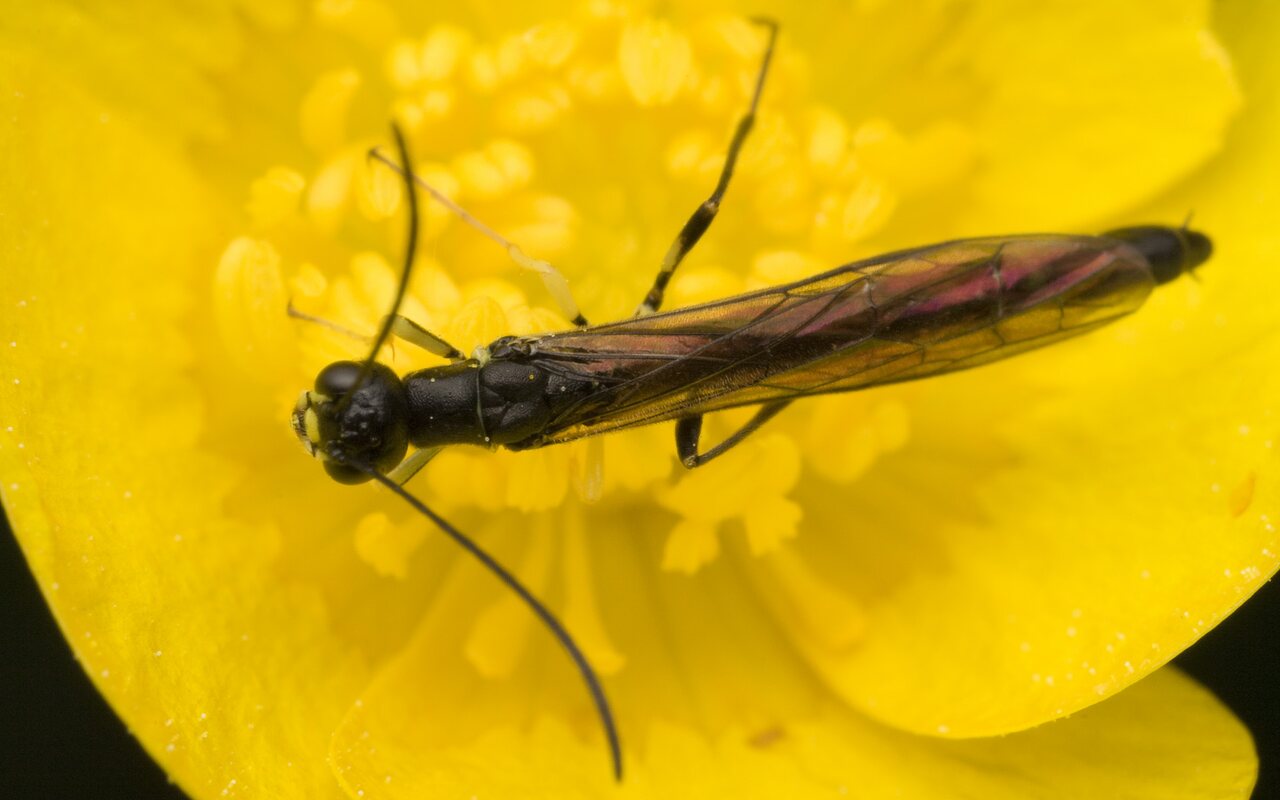 Hymenoptera-0106.jpg