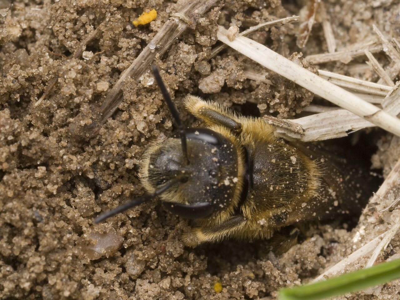 Apidae-0133.jpg